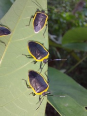 Rhyssocephala