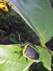 Rhyssocephala