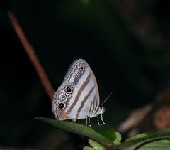Magneuptychia fugitiva