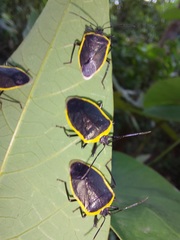 Rhyssocephala