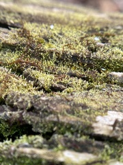 Fuscocephaloziopsis lunulifolia