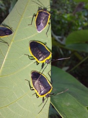 Rhyssocephala