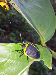 Rhyssocephala