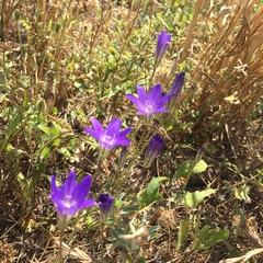 Brodiaea terrestris kernensis