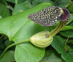 Aristolochia papillaris