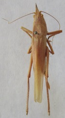 Pyrgocorypha rogersi