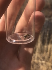 Andrena bradleyi