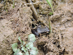 Eleutherodactylus dimidiatus