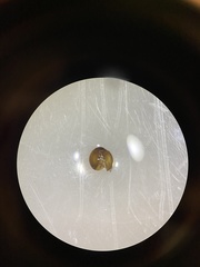 Serangium maculigerum