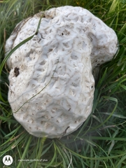 Calvatia cyathiformis