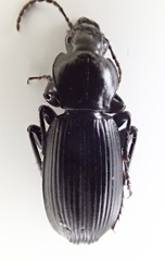Pterostichus illustris