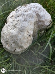 Calvatia cyathiformis
