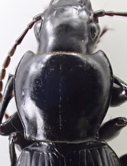 Pterostichus illustris