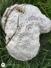 Calvatia cyathiformis