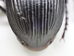Pterostichus illustris