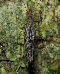 Brachypremna