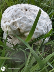 Calvatia cyathiformis