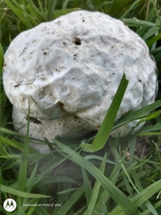 Calvatia cyathiformis