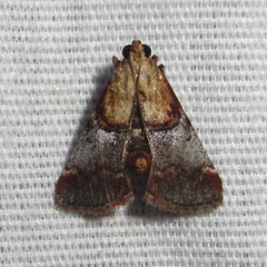 Cacozelia basiochrealis