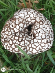 Calvatia cyathiformis