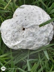 Calvatia cyathiformis