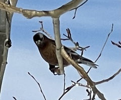 Leucosticte tephrocotis tephrocotis