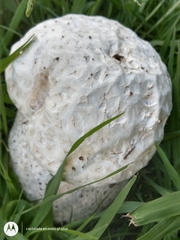 Calvatia cyathiformis