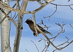 Leucosticte tephrocotis tephrocotis