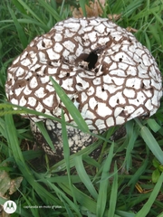 Calvatia cyathiformis