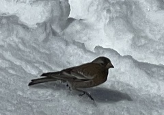 Leucosticte tephrocotis tephrocotis