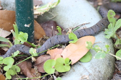 Coluber constrictor priapus
