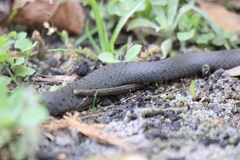 Coluber constrictor priapus
