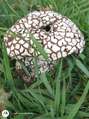 Calvatia cyathiformis