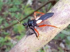 Calliclopius nigripes