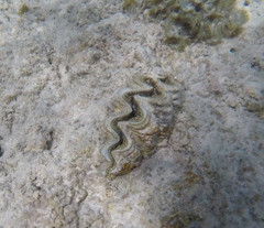 Tridacna noae