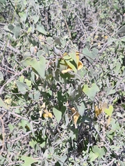 Philibertia gilliesii