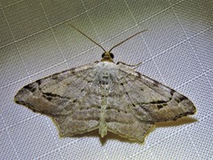 Macaria aequiferaria