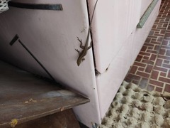 Anolis porcatus