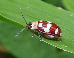 Alagoasa decemguttata