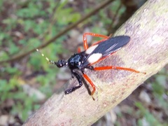 Calliclopius nigripes