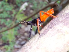 Calliclopius nigripes