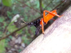 Calliclopius nigripes