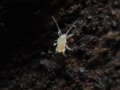 Eupodes