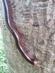 Diplopoda