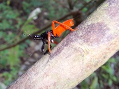 Calliclopius nigripes