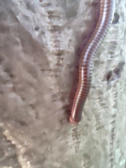 Diplopoda