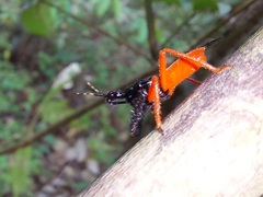 Calliclopius nigripes