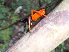 Calliclopius nigripes