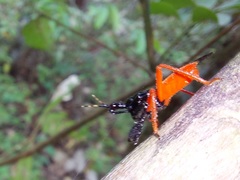 Calliclopius nigripes