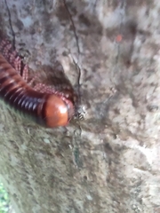 Diplopoda